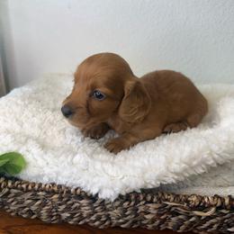 AKC Red Girl - 3,000 - Red female Dachshund puppy in Fredericksburg, Texas from Goodman Dachshunds