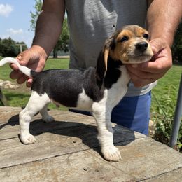 Brownie - Black tan and white male Beagle puppy in Hudson, Michigan from Bachman’s Kennel