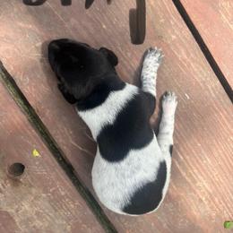 Boy 3 - Black and white male German Shorthaired Pointer puppy in Fremont, Nebraska from Weiland GSP's