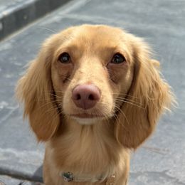 June - Dachshund