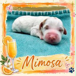 Mimosa - Parti female Goldendoodle puppy in Hendersonville, North Carolina from Kim's Cove