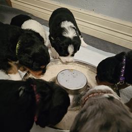 Aussiedoodle Puppies from Parrish Precious Ones
