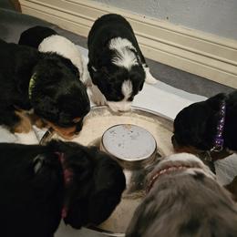 Aussiedoodle Puppies from Parrish Precious Ones