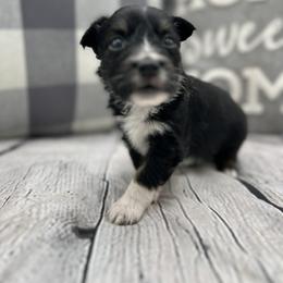 Miniature Australian Shepherd Puppies from B my Sunshines Mini Aussies