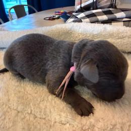 Light Purple - Charcoal female Dilute Retriever puppy in Marion, Illinois from Summer Lovin’ Labradors of Southern Illinois