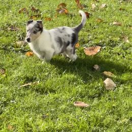 Collie Puppies from Diamund Collies