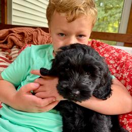 Atlas - Black male Australian Labradoodle puppy in Otis, Massachusetts from Tango Wool Labradoodles