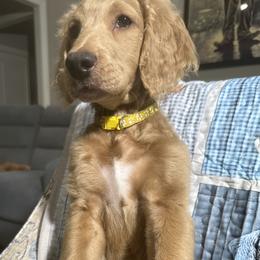 Sissy - Cream female Goldendoodle puppy in Benson, North Carolina from Yvonne❤️Goldendoodles