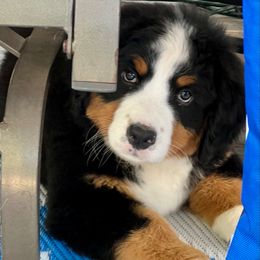 Molly - Black rust and white female Bernese Mountain Dog puppy in Fitzgerald, Georgia from Southern Charm Bernese