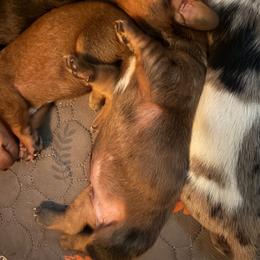 Red - Dapple male Dachshund puppy in South Haven, Kansas from Keen's Dachshunds