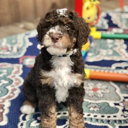 Bernedoodle and Goldendoodle Puppies from Candy Doodles