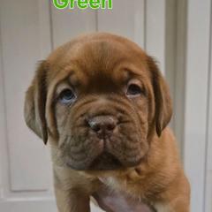 Green Boy - Red male Dogue de Bordeaux puppy in Michigan from Boondocks Bordeaux