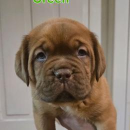 Green Boy - Red male Dogue de Bordeaux puppy in Michigan from Boondocks Bordeaux