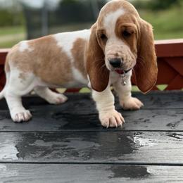 Bunny - Red and white female Basset Hound puppy in Independence, Kansas from Little Patch of Heaven