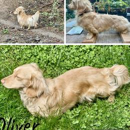Hazel - Dachshund
