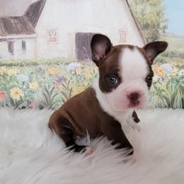 Boston Terrier Puppies from Our Gang Bostons