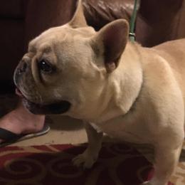 Howie - French Bulldog