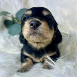 Black and Cream female - Black and cream female Dachshund puppy in Nampa, Idaho from Long_and_Low_Dachshunds