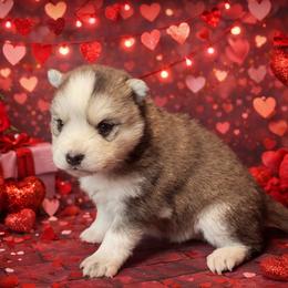 Avery - Tri-color male Pomsky puppy in Amarillo, Texas from Pom Pom Pomskies