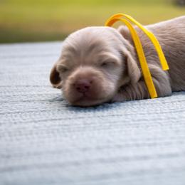 Tessa - Cream female Dachshund puppy in Excel, Alabama from CJ’s Little Palace