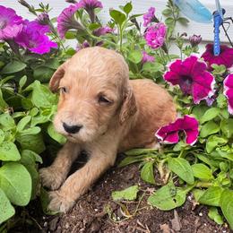 George - Red male Irish Doodle puppy in Maryland from Grind Stone Breeding Kennels