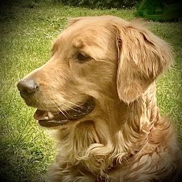 Mabel - Golden Retriever