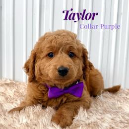 Taylor (Purple) - Cream female Goldendoodle puppy in Miami, Florida from Katy's Toy Poodles & Doodles