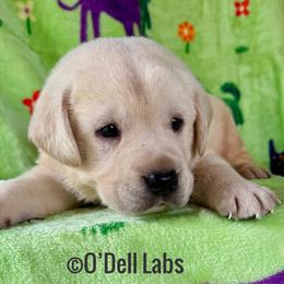 Marley - Yellow male Labrador Retriever puppy in Sullivan, Missouri from O’Dell Labs