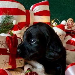 Crow - Black male Dachshund puppy in Homedale, Idaho from Darlenea Engan