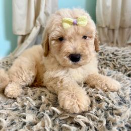 Aurora - Cream female Goldendoodle puppy in Pensacola, Florida from Goldendoodles Love You in Pensacola Friend Edition