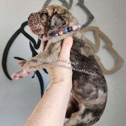 Purple Collar - Merle female Great Dane puppy in Alton, Illinois from Show Me Great Danes and Basset Hounds