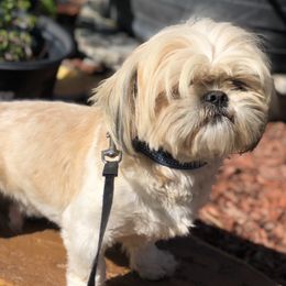 Shih Tzus from Tiffany's Shih Tzus