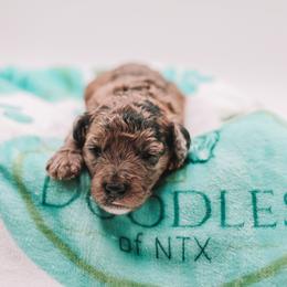 Light Pink Girl F1B Mini Goldendoodle - Merle female Goldendoodle puppy in Mckinney, Texas from Doodles of North Tx