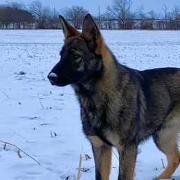 German Shepherds from Great North Kennels