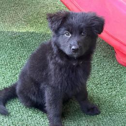 Orange - Black female German Shepherd puppy in Bradley County, Tennessee from Chestuee German Shepherd