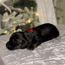 Dachshund Puppies from Doodle Bugs Doxies