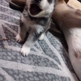 Siberian Husky Puppies from The Snow Dog Kennel