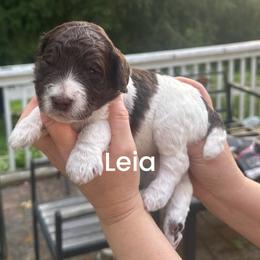Leia - Parti female Poodle puppy in Prosperity, Pennsylvania from Stelladoodles & Company