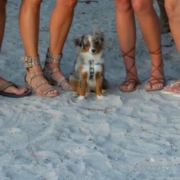 Miniature Australian Shepherd and Toy Australian Shepherd Puppies from Pistol Paws Aussies