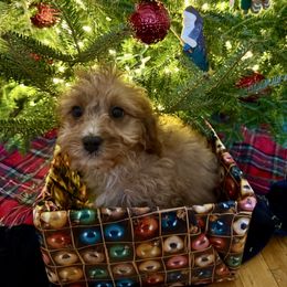 Noelle - Apricot female Cavapoo puppy in Bozrah, Connecticut from Cedar Creek Farm