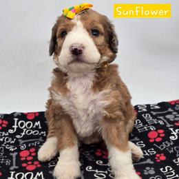 Sunflower - Sable female Bernedoodle puppy in Neillsville, Wisconsin from Granton Creek