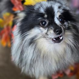 Pomeranian puppies from Itty Bitty Poms