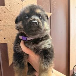 Boy 3   2,500 dollars - Black and tan male German Shepherd puppy in Hollis Center, Maine from Noble German Shepherds of Maine