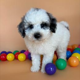 Parsley - Blue merle female Aussiedoodle puppy in Lake City, Florida from North Florida Poodles and Doodles