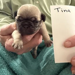 Tina - Fawn female Pug puppy in Lexington, Alabama from Cook Grandy