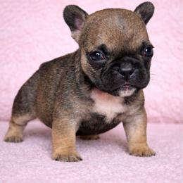 Bambi - Tricolors female French Bulldog puppy in Maplewood, New Jersey from Poos&Bulls Keepsake