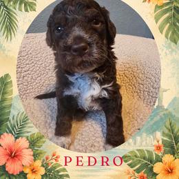 Boy 1 - Brown male Lagotto Romagnolo puppy in Salida, California from Harper's Lagotti