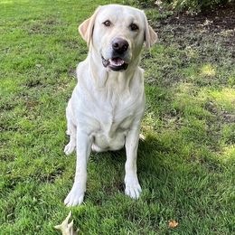 Tessa - Labrador Retriever