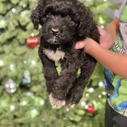 Mr Little Drummer Boy - Black and white male Portuguese Water Dog puppy in Grants Pass, Oregon from Rogue River Portuguese Water Dogs