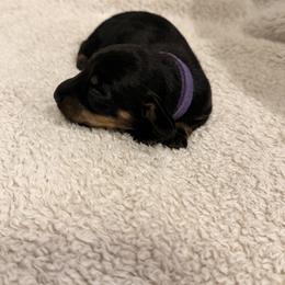 Dachshund Puppies from KhloeKPuppies